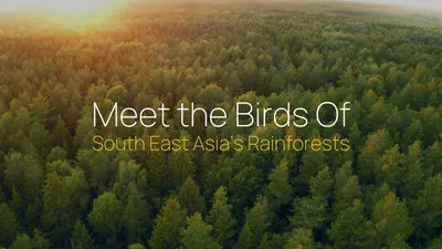 拯救自然雨林广告视频